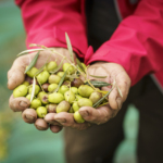 Caixeiro Organic Ekstra Väärisoliiviõli 2L