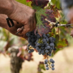 Bal Da Madre Orgaaniline punane vein