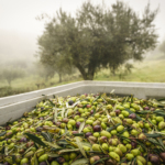 Caixeiro Organic Ekstra Väärisoliiviõli 500ml