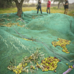 Caixeiro Organic Ekstra Väärisoliiviõli 500ml