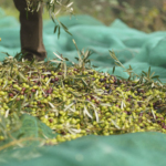 Caixeiro Signature Bio orgaaniline Ekstra Väärisoliiviõli 500ml