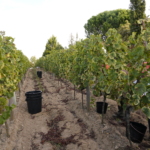 Portugali oliiviistanduste maapinnad on erilised